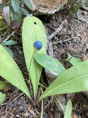 Clintonia uniflora