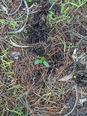 Pterostylis foliata
