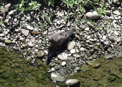 Streptopelia orientalis