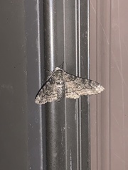 Biston betularia