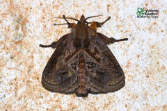 Phocoderma velutina
