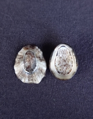 Patelloida latistrigata