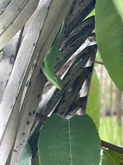 Anolis carolinensis