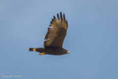 Buteo albonotatus