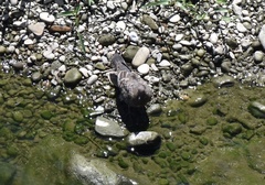 Streptopelia orientalis