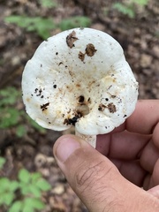 Lactifluus piperatus