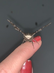 Biston betularia