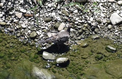 Streptopelia orientalis