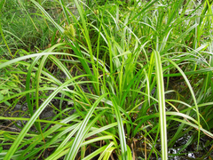 Carex retrorsa