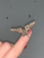 Biston betularia