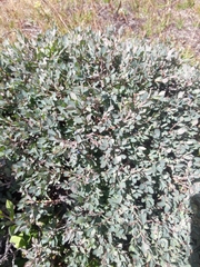 Vaccinium uliginosum