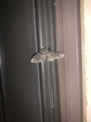 Biston betularia