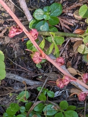 Pyrola asarifolia