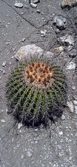 Echinocactus platyacanthus