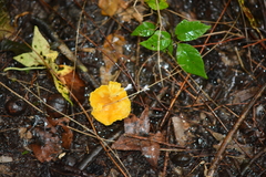 Cantharellus minor