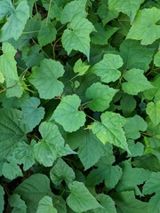 Ampelopsis glandulosa