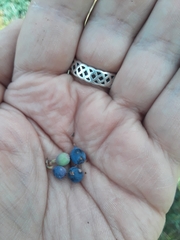 Vaccinium uliginosum