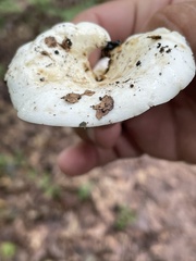 Lactifluus piperatus