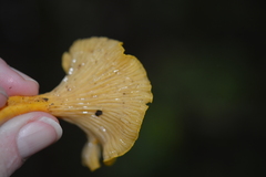 Cantharellus minor