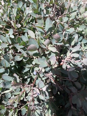 Vaccinium uliginosum