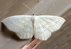 Scopula limboundata