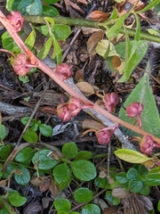 Pyrola asarifolia