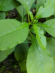 Phytolacca americana
