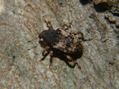 Cryptorhynchus fuscatus