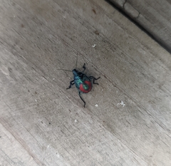 Euthyrhynchus floridanus