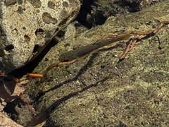 Salvelinus confluentus