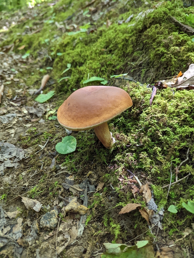 lilac bolete from Hot Springs, NC 28743, USA on August 23, 2022 at 12: ...