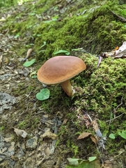Boletus separans