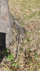 Pogona barbata