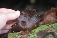 Auricularia polytricha