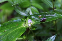 Commelina paludosa