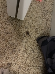 Vaejovis carolinianus