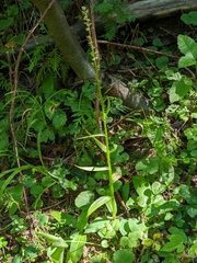 Platanthera stricta