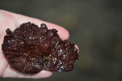 Auricularia polytricha