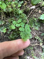 Cystopteris fragilis