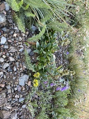 Penstemon whippleanus