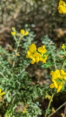 Genista monspessulana