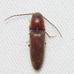 Dipropus simplex