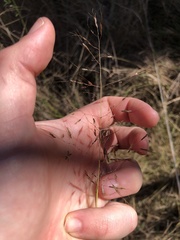 Capillipedium spicigerum