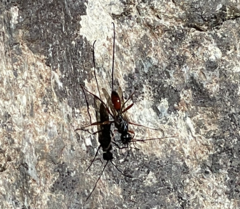 Aulacidae