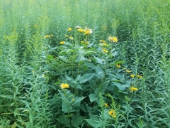 Heliopsis helianthoides