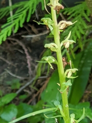 Platanthera stricta