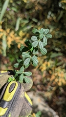 Genista monspessulana