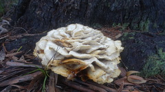 Fungi