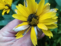 Heliopsis helianthoides