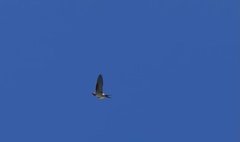 Hirundo neoxena